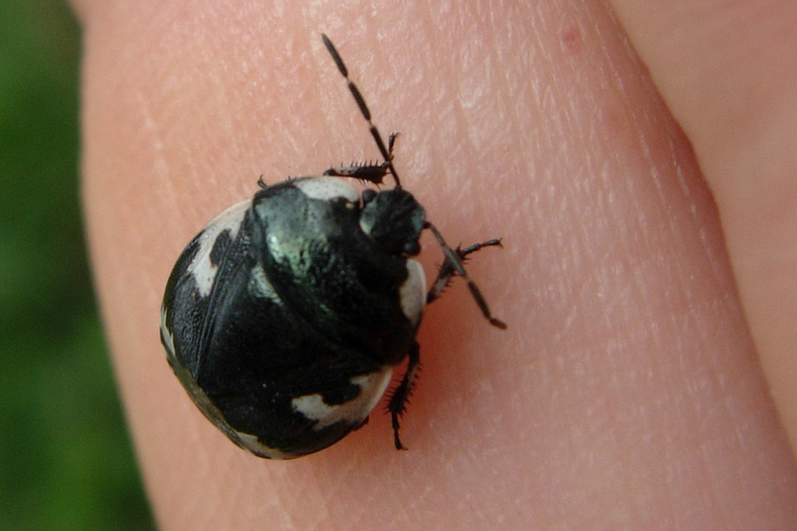 Tritomegas bicolor